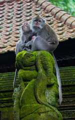 BALI - affische Familie