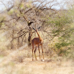 Naklejka na ściany i meble Gerenuk, or Giraffe Gazelle, in Amboseli National Park
