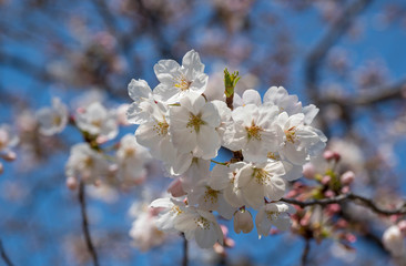 満開の桜