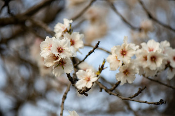 Flores del almendro en floración atardecer fondo vídeo