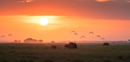 Elephants at sunrise in Amboseli National Park