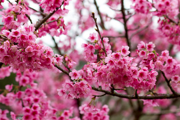 Sakura flower on Doi Ang Khang, Chiang Mai, Thailand