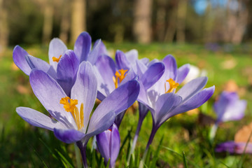 Springtime in Ireland with beautiful wild purple crocus flowers blooming at the edge of the forest. Spring beauty on the meadow.