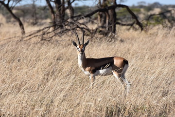 Thomson's gazelle in Tanzania