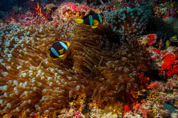 Anemone fish and coral at the Maldives