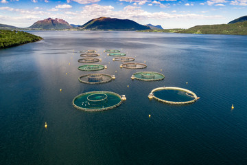Farm salmon fishing