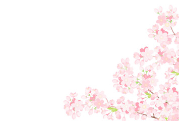 桜　背景イラスト