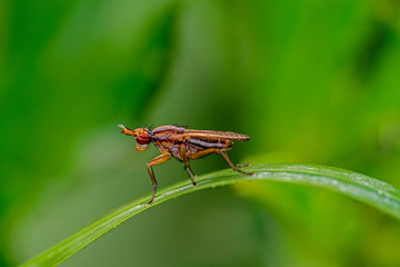 tiny fly on on blade of grass