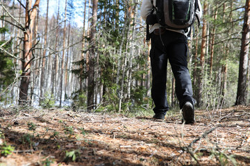 Naklejka premium A man is a tourist in a pine forest with a backpack. A hiking trip through the forest. Pine reserve for tourist walks. A young man a hike in the spring.