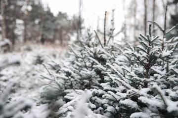 Winter forest. Landscape of winter forest on a sunny day. Snow-covered trees and Christmas trees in the forest. Branches under the snow. Bad snowy weather a cold day.