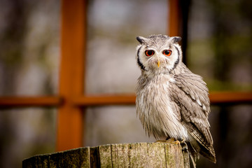 sowa  © Tomasz