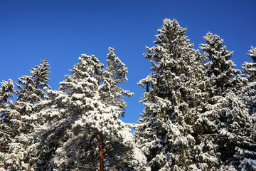 pine forest after a heavy snow storm on sunny winter day