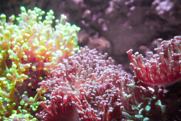Colorful coral reef in London