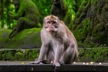 Naklejka na ściany i meble Animal/Wildlife concept. Close up view of the macaque monkey in Monkey Forest Ubud, tourist popular attraction/destination in Bali, Indonesia. 