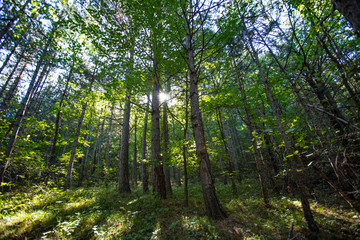 green forest background
