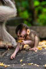 Animal/wildlife concept. View of the adult macaque monkey holding little cute baby monkey in Sacred Monkey Forest Ubud, Bali Indonesia. Tourist popular attraction/destination.