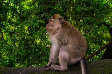 Naklejka na ściany i meble Animal/Wildlife concept. Close up view of the macaque monkey in Monkey Forest Ubud, tourist popular attraction/destination in Bali, Indonesia. 