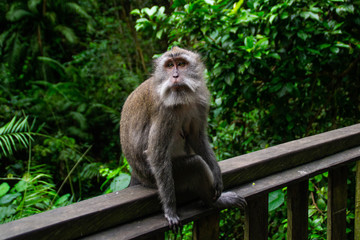 Animal/Wildlife concept. Close up view of the macaque monkey in Monkey Forest Ubud, tourist popular attraction/destination in Bali, Indonesia. 