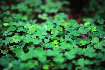 Background from plant clover four leaf. Irish traditional symbol. St.Patrick 's Day.