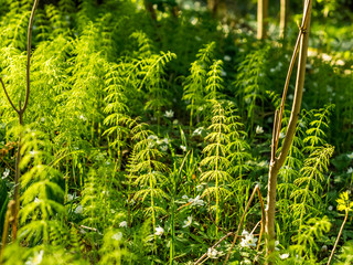 Green sterile non-reproductive stems of field horsetail or common horsetail (Equisetum arvense) growing in a forest, native throughout the arctic and temperate regions of the northern hemisphere