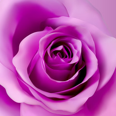 Square background with violet realistic rose. 3d rose bud vector illustration.