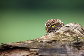 The little owl (Athene noctua) head with dry trunk. Portrait of the owl with green background.