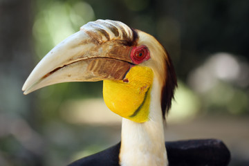 The wreathed hornbill (Rhyticeros undulatus), also known as the bar-pouched wreathed hornbil, portait. Portrait with green backround.