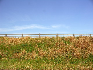Fototapeta premium 春の土手風景