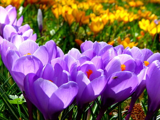 Violett blühende Krokusse mit unscharfen gelben Krokussen im Hintergrund
