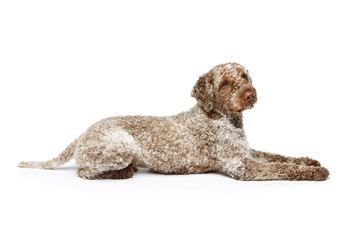 beautiful lagotto romagnolo dog on white background - 252600353