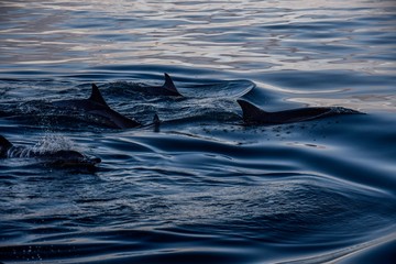 Dolphin in his natural habitat.