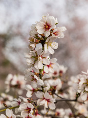 Almond trees in bloom before spring arrives in Madrid