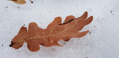 oak leaf in the snow