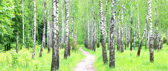Beautiful birch trees with white birch bark in birch grove