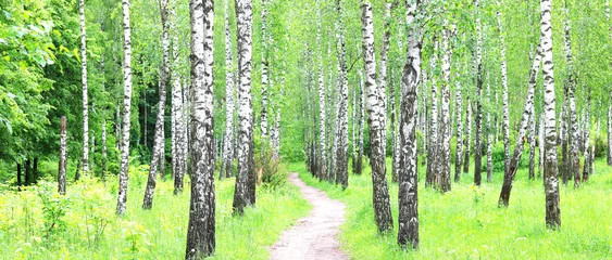 Gordijnen Beautiful birch trees with white birch bark in birch grove © yarbeer