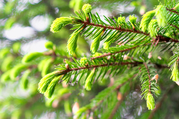 Young sprouts of the fir-tree growing in the spring wood. Fir tree or spruce buds. Young growing fir tree sprouts on branch in spring forest