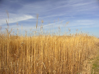 江戸川河川敷の枯れ荻と青空