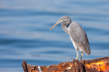 The western reef heron also called the western reef egret, is a medium-sized heron found in southern Europe, Africa and parts of Asia.