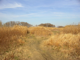 Obraz premium 早春の江戸川河川敷の枯荻と枯れ木