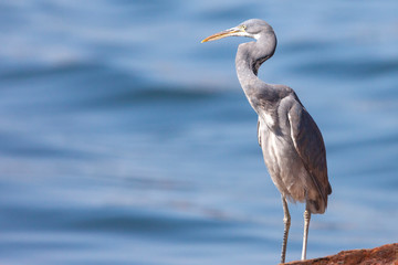 The western reef heron also called the western reef egret, is a medium-sized heron found in southern Europe, Africa and parts of Asia.
