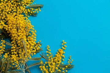 Fototapeta na wymiar Mimosa flowers on blue background, flat lay, copy space