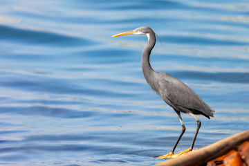 The western reef heron also called the western reef egret, is a medium-sized heron found in southern Europe, Africa and parts of Asia.