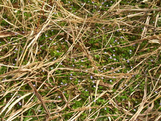 野原に咲くオオイヌノフグリ