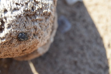 beetle on a tree