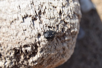 beetle on a tree