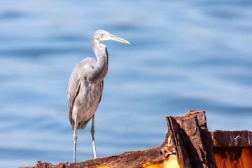 The western reef heron also called the western reef egret, is a medium-sized heron found in southern Europe, Africa and parts of Asia.