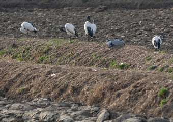 Obraz premium ibis and herons resting at sunset in a plowed field
