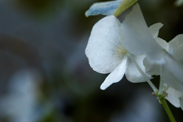 bright flowers photographed in macro