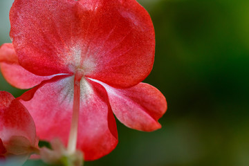 bright flowers photographed in macro