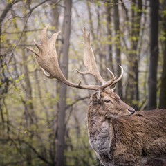 fellow deer mammal woods